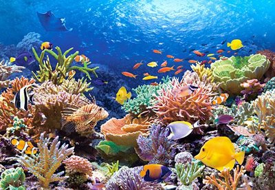 Пазлы Castorland "Коралловый риф" 1000 элементов 68 х 47 см C-101511 фото 1