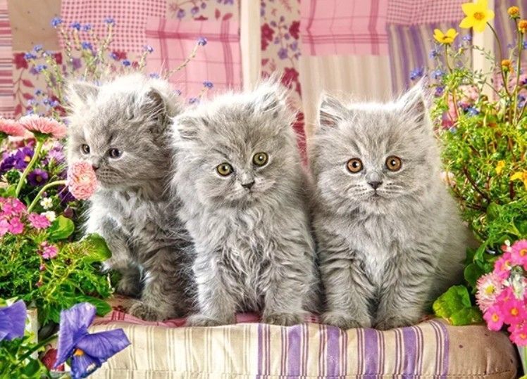 Пазли Castorland "Кошенята" 300 елементів 40 х 29 см B-030330 фото 2